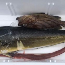 ジギング釣り果